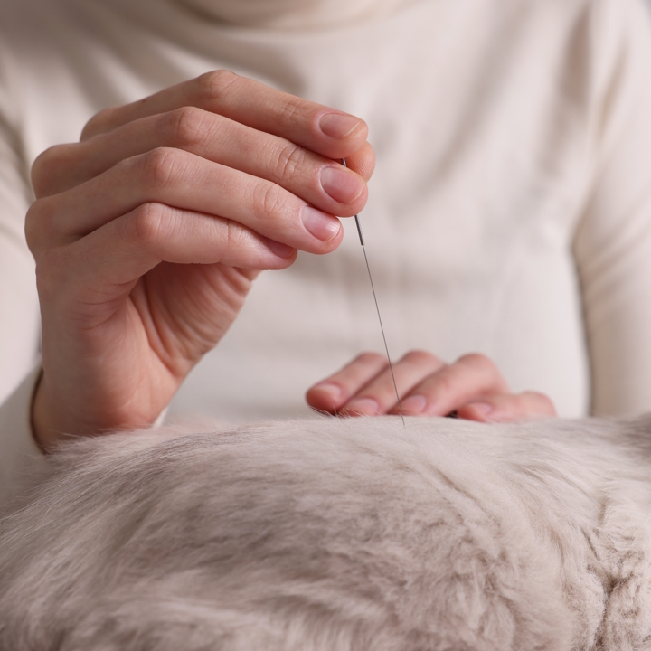 a cat receiving acupuncture treatment
