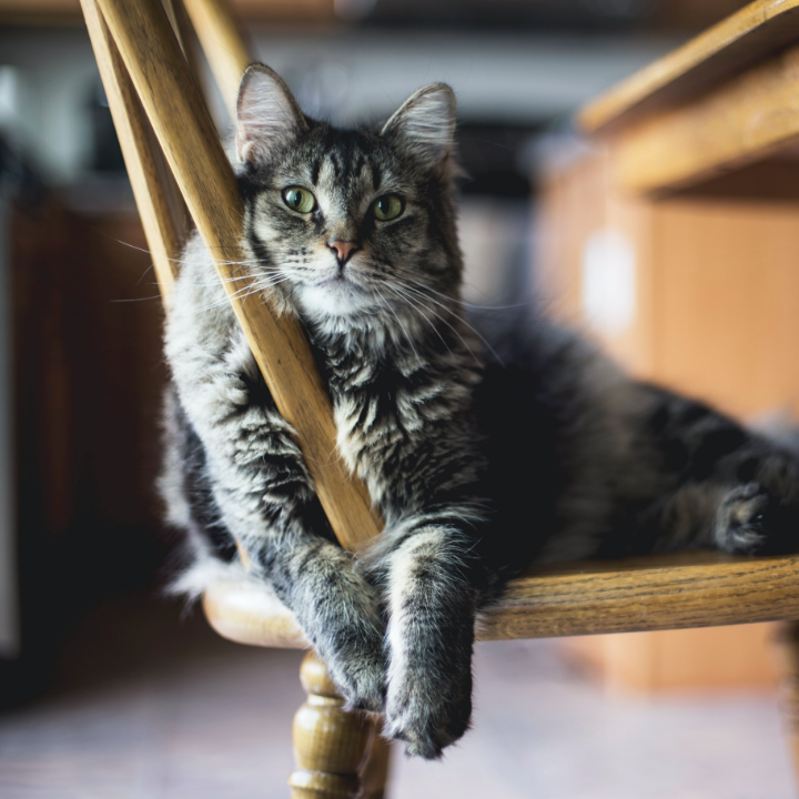 Cat sitting comfortably on a chair