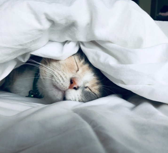 cat cosy under duvet 