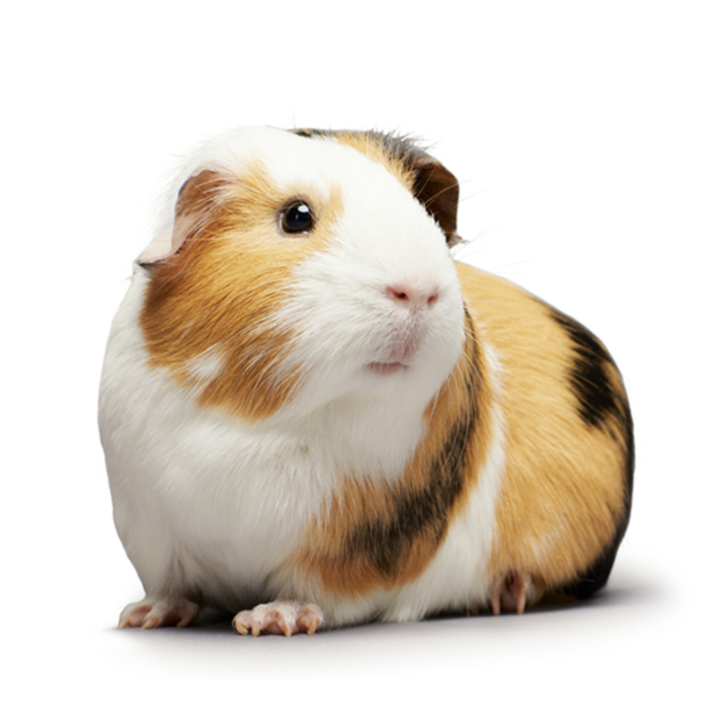 Guinea pig with white, ginger and black fur sitting on the floor