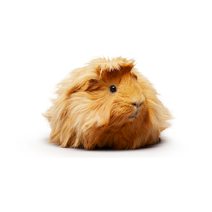 guinea pig with fluffy hair lying on the floor