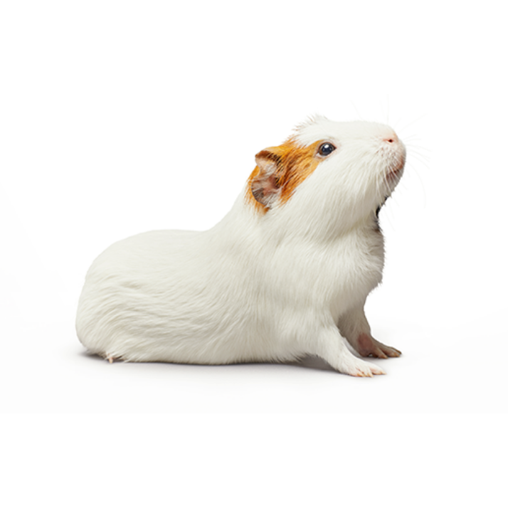 guinea pig with white short hair sitting up on the floor