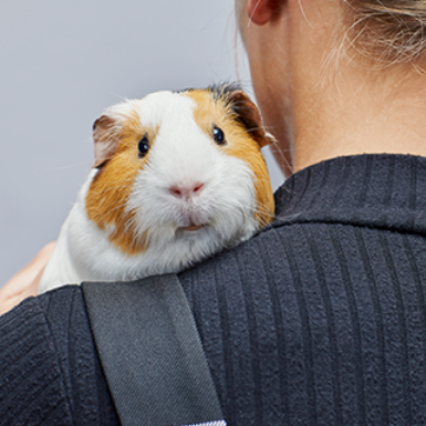 guinea pig getting pet on owner's shoulder