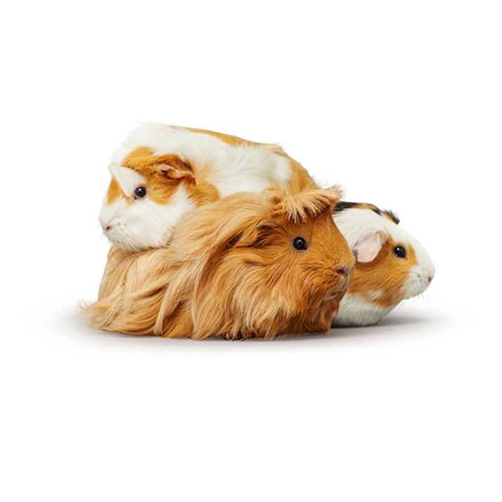 three different looking guinea pigs sitting together 