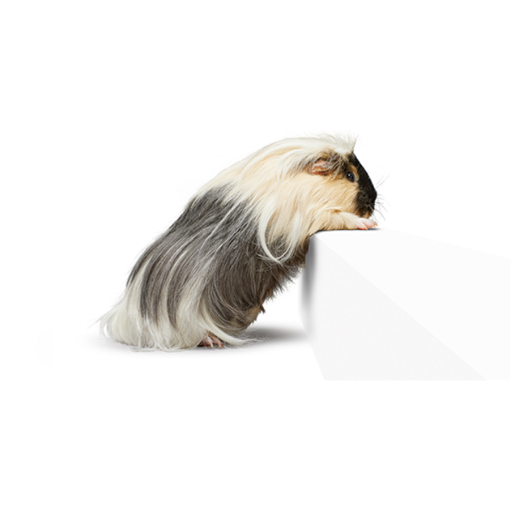 guinea pig with black and white fur climbing onto a box