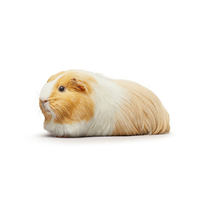 long ginger and white fur guinea pig lying down