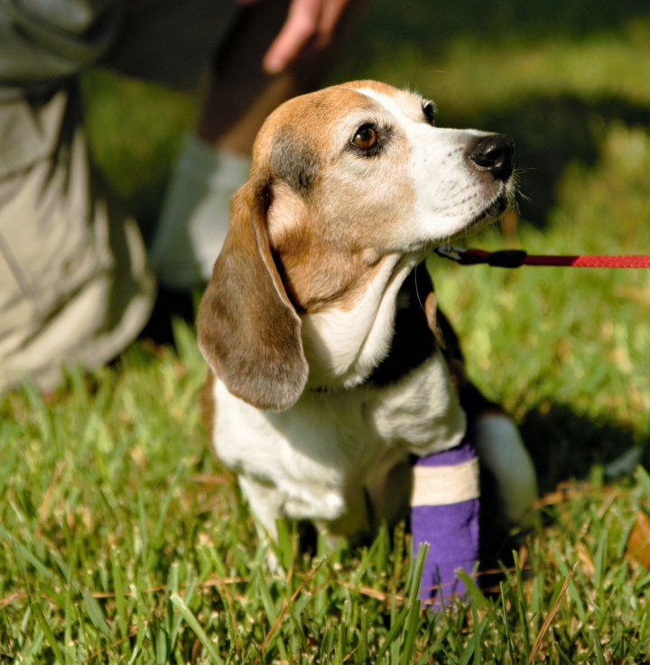 A dog on a leash wearing a cast on one leg