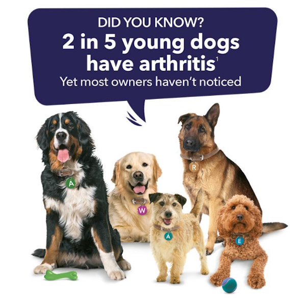 did you know two in five young dogs have arthritis? yet most owners haven't noticed