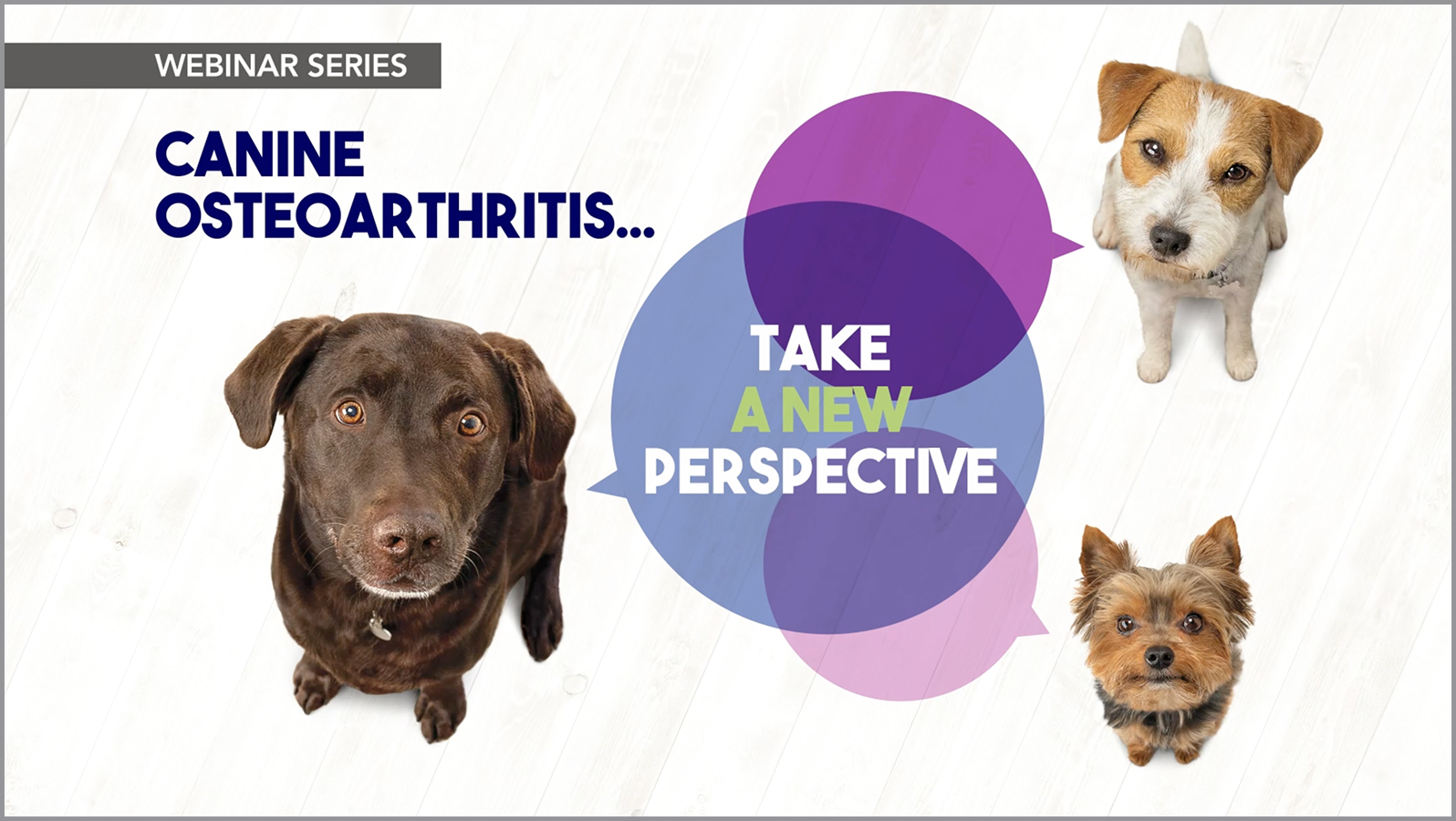 Webinar series - canine osteoarthritis - take a new perspective