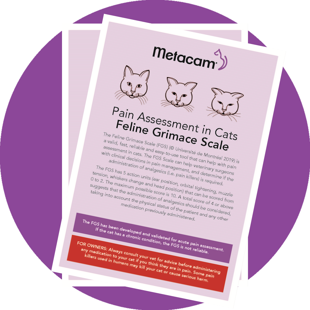 Picture of Metacam Pain Assessment in Cats Feline Grimace Scale